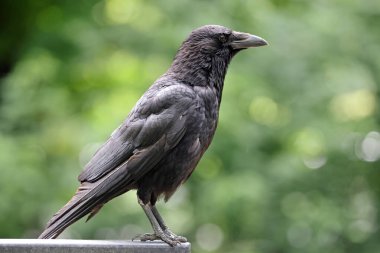 Carrion Crow (Corvus corone) park alanında.