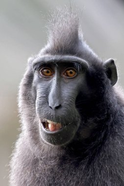 Armalı Macaque (Macaca Nigra)