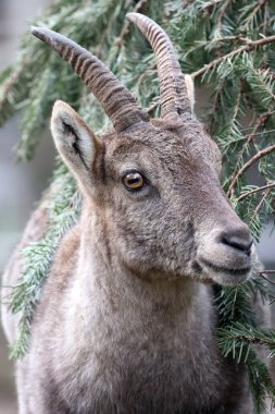 Alpine Ibex (Capra Ibex) kapat