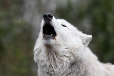 Uluyan Hudson Körfezi Kurdu (Canis lupus hudsonicus) 