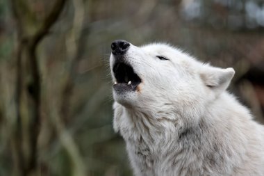 Uluyan Hudson Körfezi Kurdu (Canis lupus hudsonicus) 