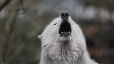 Uluyan Beyaz Hudson Körfezi Kurdu (Canis lupus hudsonicus)
