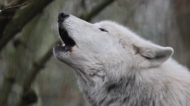 Uluyan Beyaz Hudson Körfezi Kurdu (Canis lupus hudsonicus)