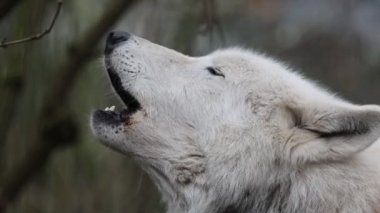 Uluyan Beyaz Hudson Körfezi Kurdu (Canis lupus hudsonicus)
