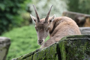 Alp dağ keçisi (Capra ibex)
