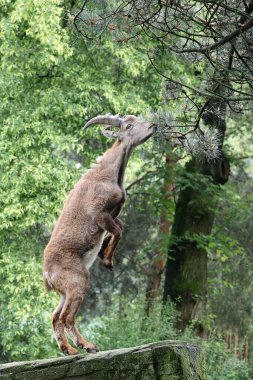 An Alpine Ibex (Capra Ibex) clipart