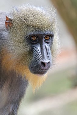 Bir Mandrill 'in portresini kapat (Mandrillus sfenks)