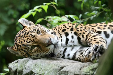 Hayvanat bahçesindeki taş üzerinde Jaguar (panthera onca) 