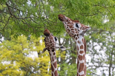 Zürafalar hayvanat bahçesindeki ağaçların yapraklarını yiyorlar. 