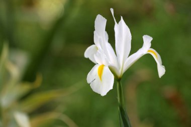 Bahçedeki beyaz süsen çiçeğini kapat.