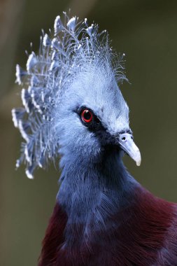 Victoria crowned pigeon (Goura victoria) clipart