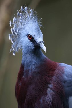 Victoria crowned pigeon (Goura victoria) clipart