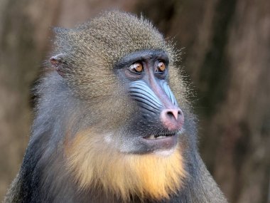 Bir mandrill portresi (Mandrillus sfenks)