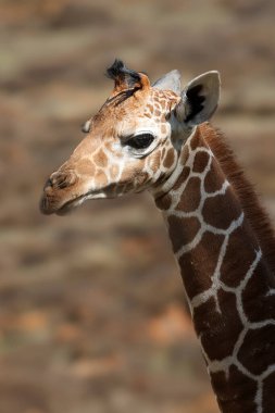 African Reticulated giraffe (Giraffa reticulata) clipart