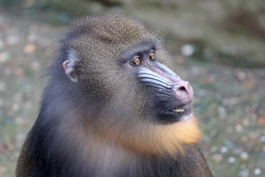 Mandrill (Mandrillus sfenks) vahşi doğada, doğa