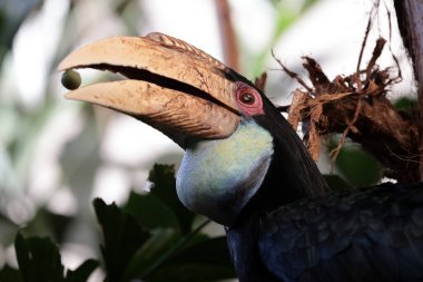 Boynuzlu Rhyticeros dişisi vahşi doğada dalgalanıyor. 