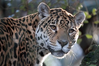 Jaguar 'ın (Panthera onca) vahşi portresi 