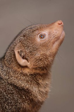 yakın plan - bulanık arkaplan üzerinde kahverengi bir Cüce firavun faresi (helogale parvula).