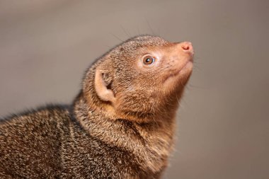 Yakın plan - bulanık arkaplanda kahverengi helogale parvula.