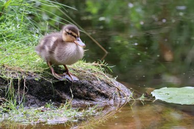 Gölde genç vahşi ördek yavrusu 