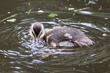 Küçük bir ördek gölette yüzüyor.