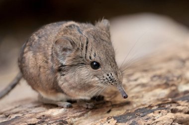 Şirin yuvarlak kulaklı bir fil faresinin (Macroscelides proboscideus) 