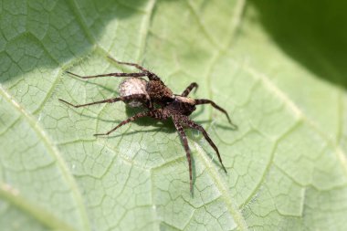 spider with egg packet sitting on green leaf