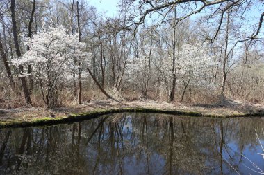 Ormandaki nehrin güzel manzarası