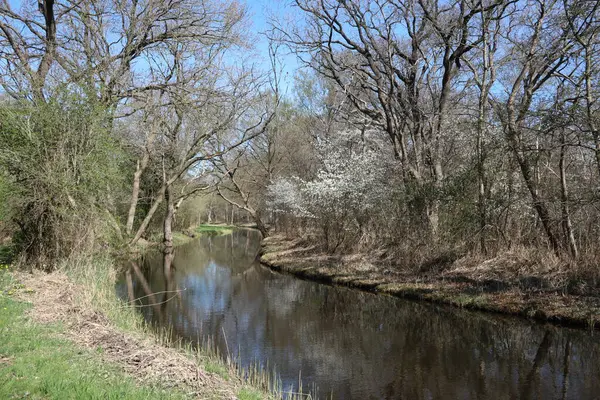 Ormandaki nehrin güzel manzarası