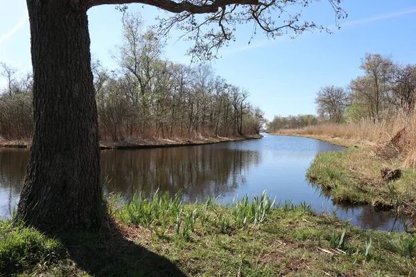 Ormandaki nehrin güzel manzarası
