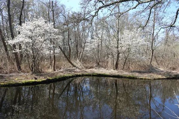 Ormandaki nehrin güzel manzarası