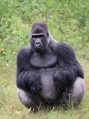 Doğal ortamda bir erkek goril. 