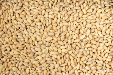 Pearl barley. Texture of barley porridge.