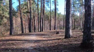 Sunny autumn forest. Forest autumn landscape.