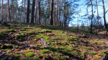 Sunny autumn forest. Forest autumn landscape.