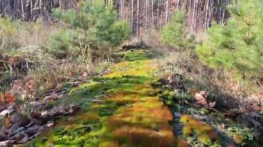 Sunny autumn forest. Forest autumn landscape.