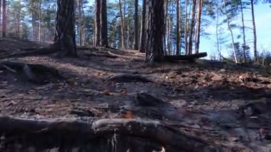 Sunny autumn forest. Forest autumn landscape.