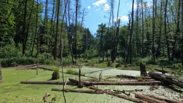 Пейзаж Лесного Болота Зеленое Болото Лесу — стоковое видео