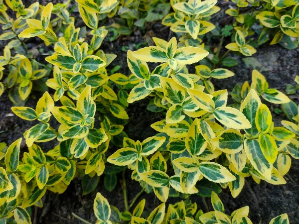 一种黄绿色叶子的植物 — 图库照片