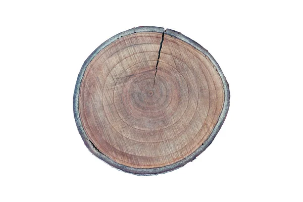 Tekstura Drewna Ścięty Pień Drzewa — Zdjęcie stockowe
