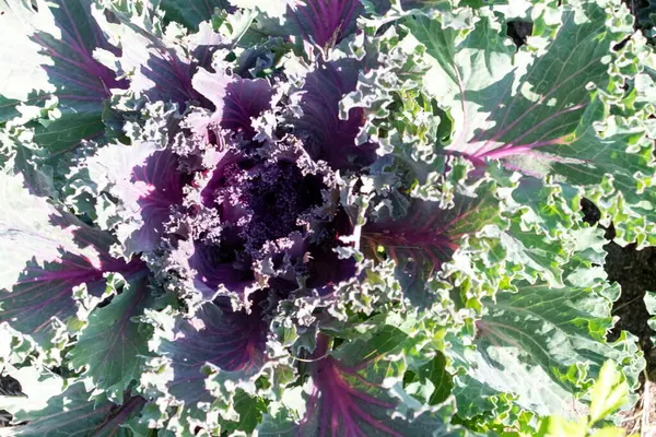 Close Fresh Kale — Stock Photo, Image