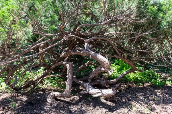 Branches Arbres Flore Dans Nature — Photo