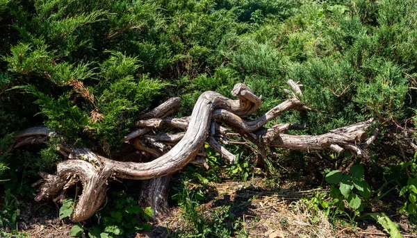 Racines Arbres Dans Une Forêt — Photo