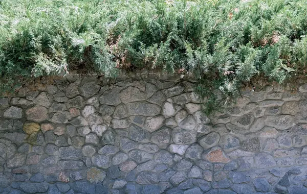 Groene Muur Textuur Natuurlijke Achtergrond — Stockfoto