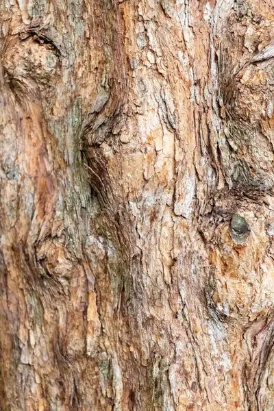 Textura Tronco Árvore Velha — Fotografia de Stock