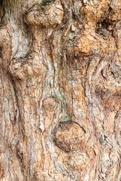 Nahaufnahme Eines Baumstammes — Stockfoto