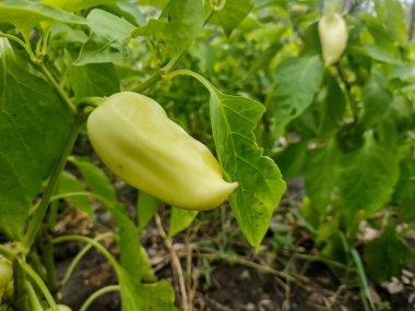 Bitkinin dalında sarı dolma biber var.