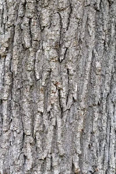 Textura Árvore Com Casca Árvore Velha — Fotografia de Stock