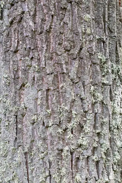 Träd Bark Konsistens Bakgrund Naturlig Bakgrund — Stockfoto