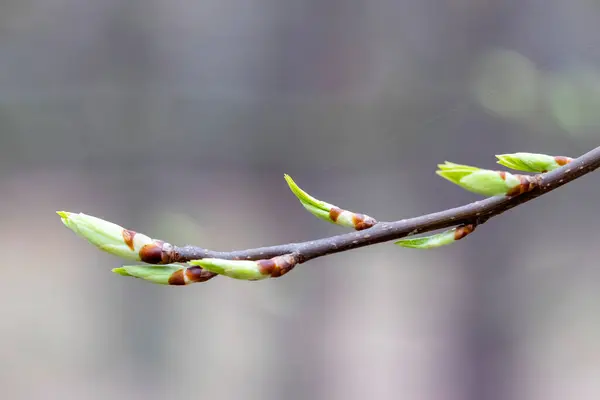 stock image green leaves on a tree branch in the forest